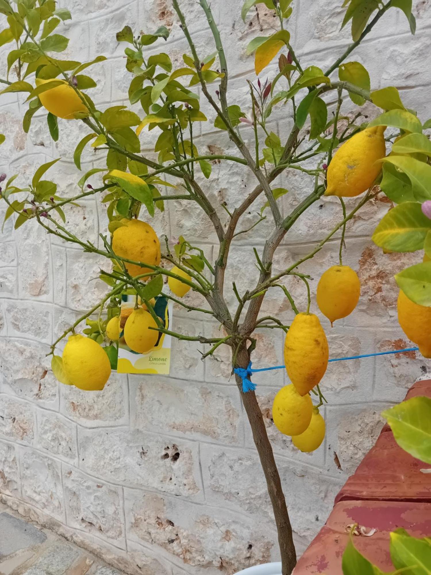 Villa Il Leccio - Trulli Cisternino Kültér fotó